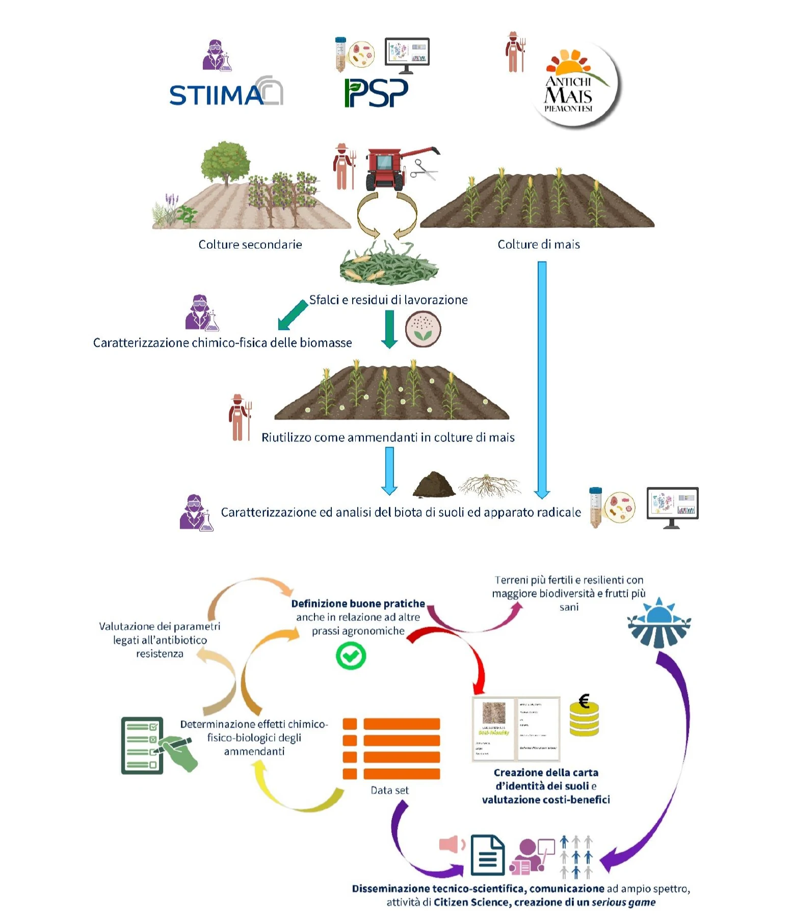 Schema del progetto MAISPLUS: dalle colture secondarie e di mais, caratterizzazione delle biomasse, riutilizzo come ammendanti, analisi del microbioma, fino ai Milestones (buone pratiche, carta d'identità del suolo, disseminazione)