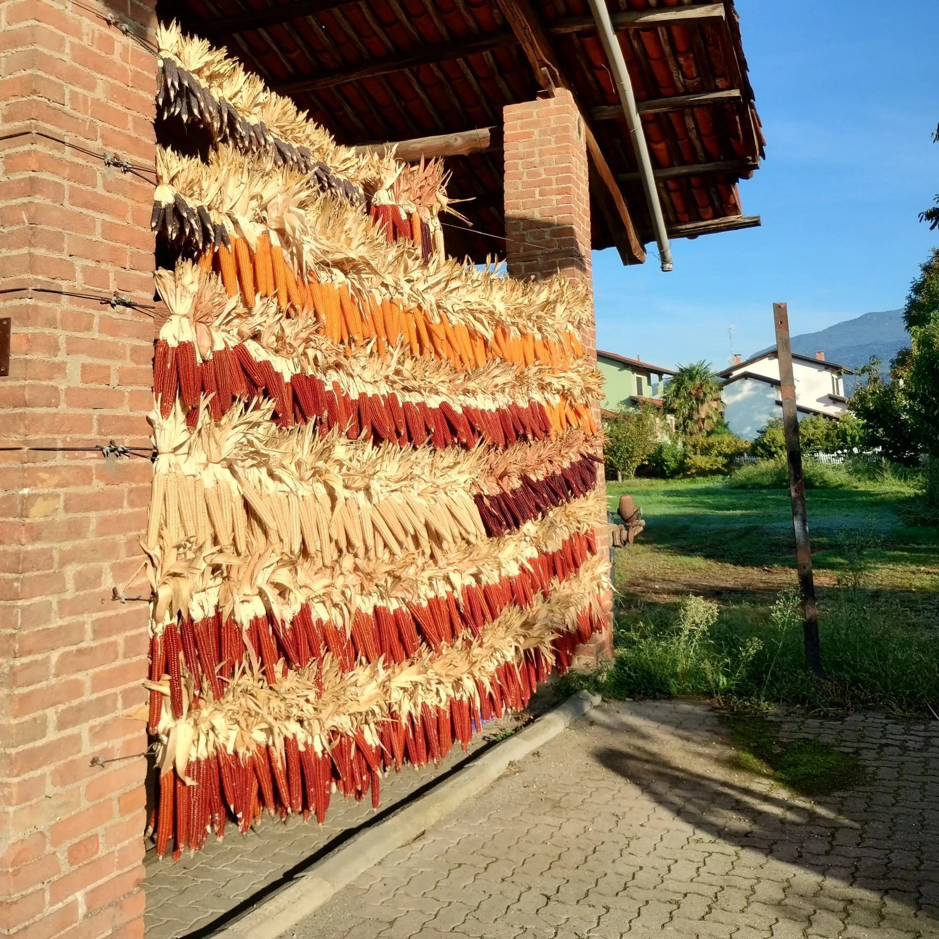 Raccolto di mais piemontese